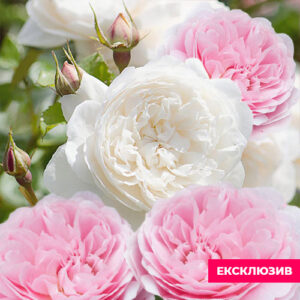 Новинка! Ексклюзив Ніжність 150 грн (етикетка)3 шт