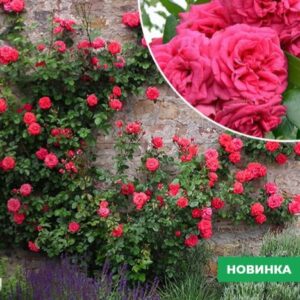 Саджанці виткої троянди Саліта 93 грн (етикетка) 3шт