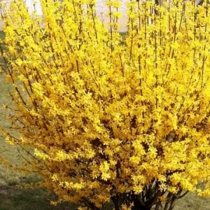Форзиція 55 грн 3шт