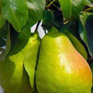 Груша Ноябрська 160 грн 3шт