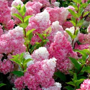 Гортензія Vanille Fraise 120 грн (етикетка) 3 шт. літровий горщих. дворічна