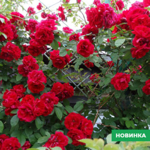 Саджанці троянди Плетиста Red 98 грн (коробка) 3 шт