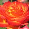 IMG_20240130_181249-100x100