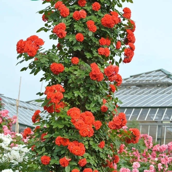 Mejlandina