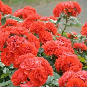 Саджанці троянди Мейлендіна 93 грн (плетиста) 3 шт етикетка