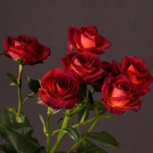 Саджанці рози Спрей Чокочіно 93 грн (етикетка) 3 шт