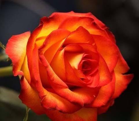 images (14)