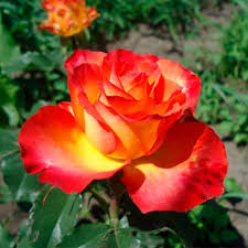 images (15)