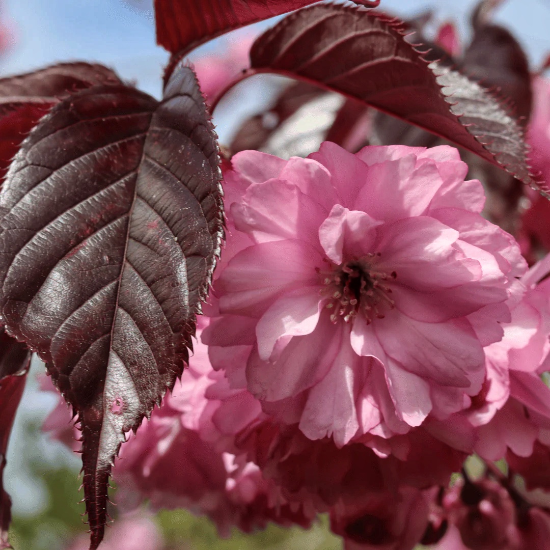 000000087_sakura_royal_byrgundi1-xW