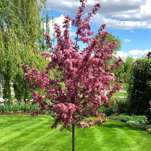royal-burgundy-2-500x500