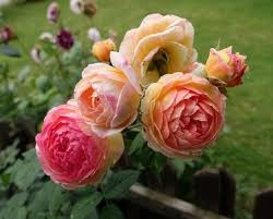 завантаження (7)