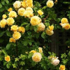Саджанці троянди Казіно 98 грн (етикетка) 3шт