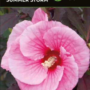 ГІБІСКУС ТРАВ’ЯНИСТИЙ SUMMER STORM 1 л.горщик 3 шт по 150 грн