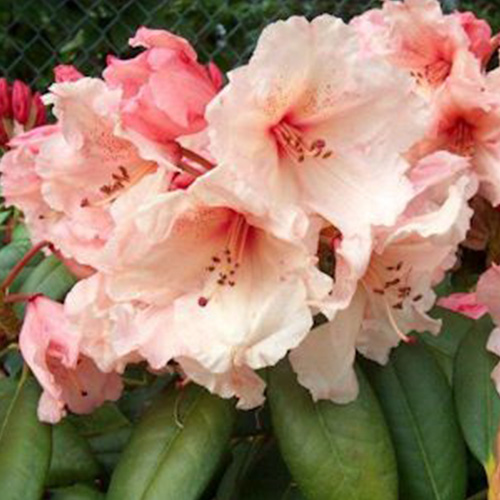 rododendron-virginia-richards-500x500