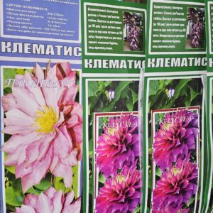 Клематис 200 грн в ящику 12 різних сортів