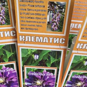 Клематис 200 грн в ящику 12 різних сортів