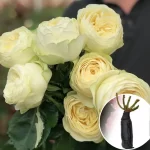 Саджанці троянди Пур блонд (етикетка) 93 грн 3 шт