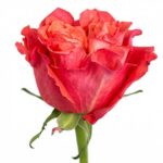 Саджанці троянди Карабела (етикетка) 93 грн 3 шт