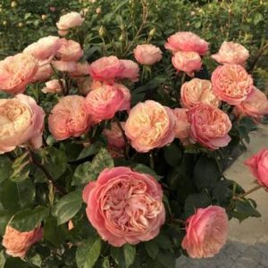 Саджанці троянди вікторіан класік (етикетка) 93 грн 3 шт